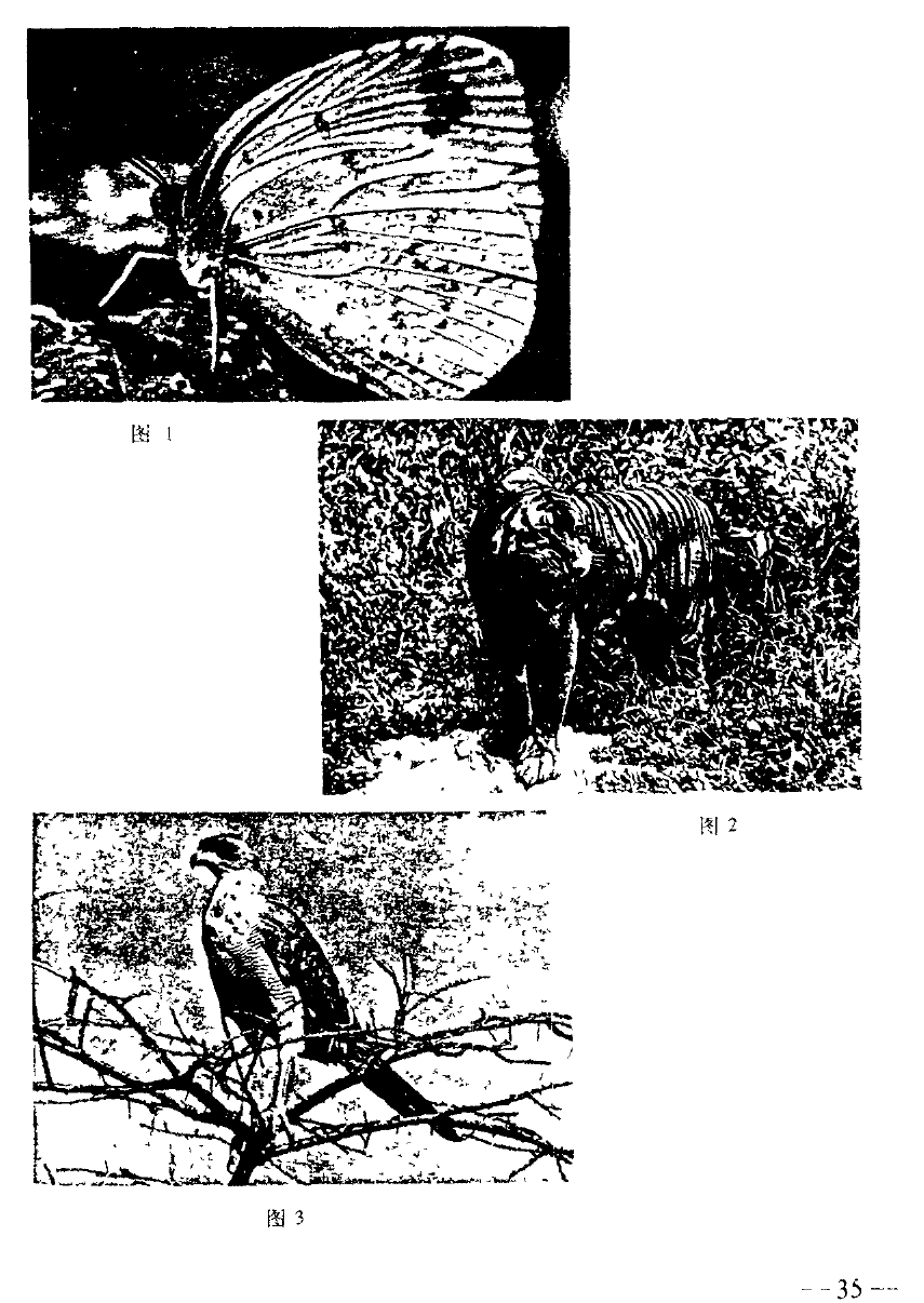 Figures 1–3. Butterfly and bird source images