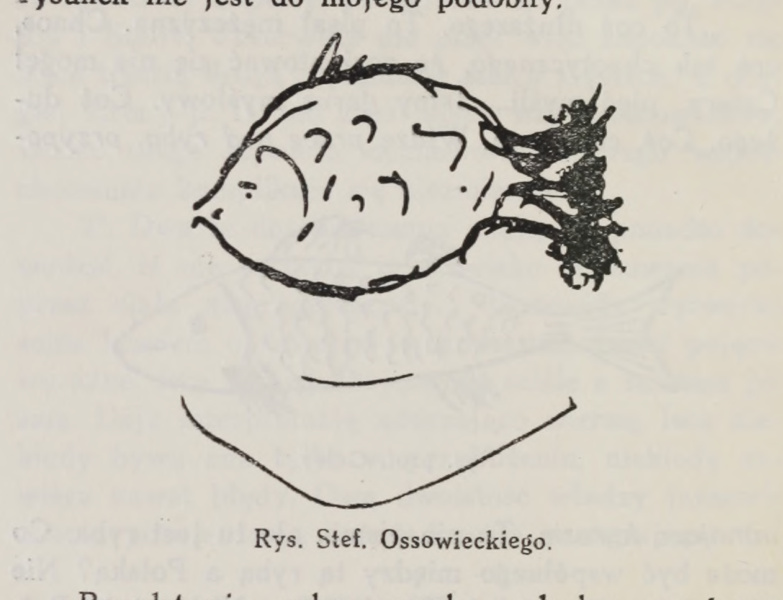 Stefan Ossowiecki’s drawing of a broad, flat fish facing left; source PDF page 306