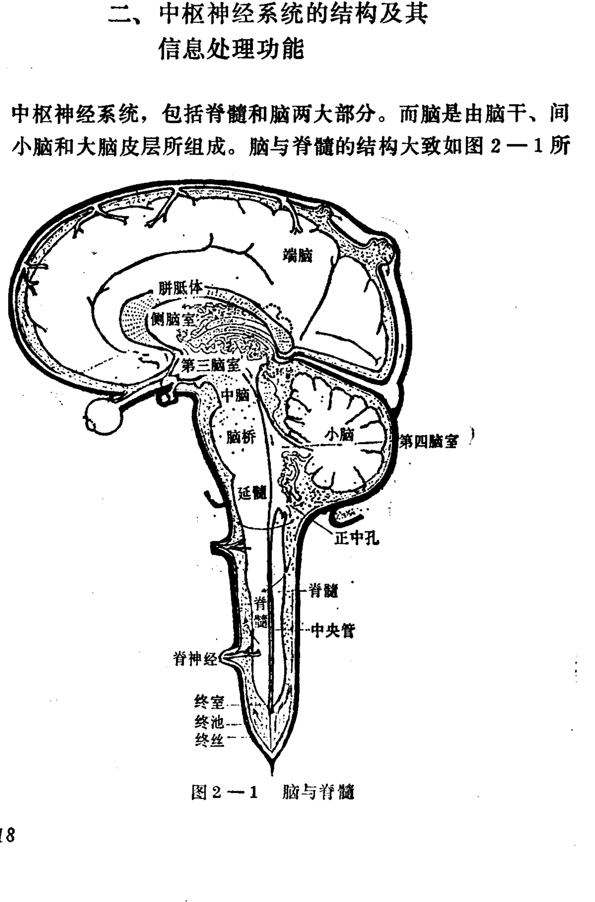 A black-and-white line drawing showing a sagittal cross-section of the human brain and spinal cord. The diagram illustrates the internal structures, including the cerebrum (labeled as telencephalon), corpus callosum, lateral ventricle, third ventricle, midbrain, pons, medulla oblongata, cerebellum, fourth ventricle, foramen of Magendie, and spinal cord with the central canal. The image also depicts the terminal ventricle, terminal pool, terminal filament, and emerging spinal nerves at the bottom.