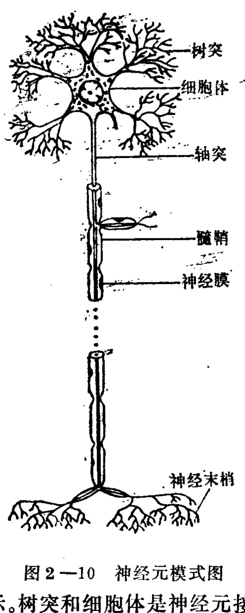 A black-and-white schematic illustration of a neuron. The top section shows the cell body with a central nucleus and branching dendrites extending outward. A long, vertical axon extends downward from the cell body. The middle section of the axon is segmented by myelin sheaths and nerve membranes. The bottom section shows the axon terminating in multiple branching nerve endings (neuroterminals). Lines point to specific anatomical structures labeled with Chinese text.