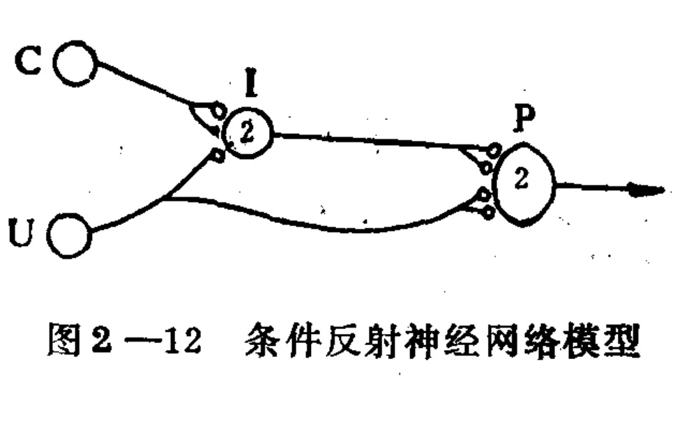 A schematic diagram illustrating a neural network model for a conditioned reflex. On the left, two input nodes labeled 'C' and 'U' send signals to an intermediate neuron node labeled 'I'. The path from 'U' also connects directly to a final output neuron node labeled 'P'. The intermediate node 'I' sends a signal to node 'P', which then projects an output arrow to the right. Synaptic connections are depicted with small circles at the junctions.