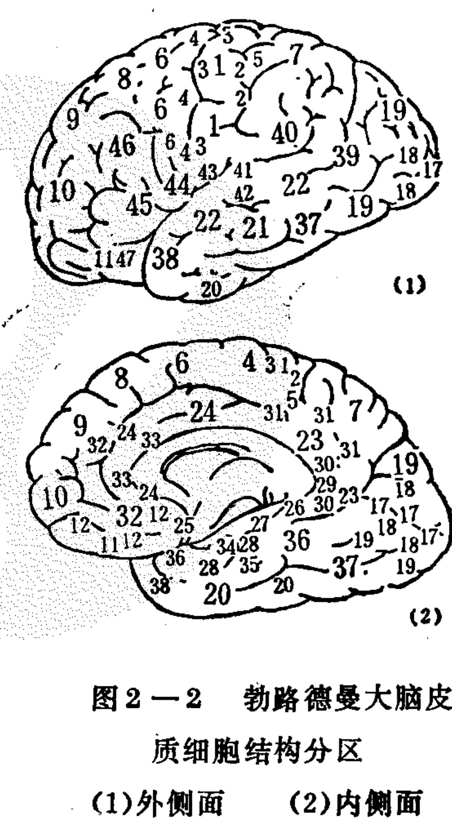 A black and white line drawing illustrates two views of the human brain hemisphere, divided into numbered regions representing Brodmann areas. The top diagram shows the lateral surface with areas like 4, 6, 8, 17, and 39. The bottom diagram displays the medial surface, featuring areas such as 23, 25, 31, and 32. Both diagrams are labeled with numbers corresponding to specific cortical regions.