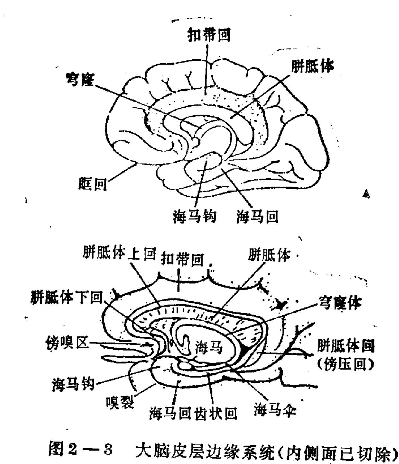 A black and white anatomical illustration showing two views of the limbic system in the brain. The top panel is a lateral view with labels pointing to structures like the cingulate gyrus, corpus callosum, parahippocampal gyrus, and hippocampus. The bottom panel displays a more detailed cross-section or medial view, highlighting internal components such as the hippocampus, dentate gyrus, subcallosal area, and olfactory regions.