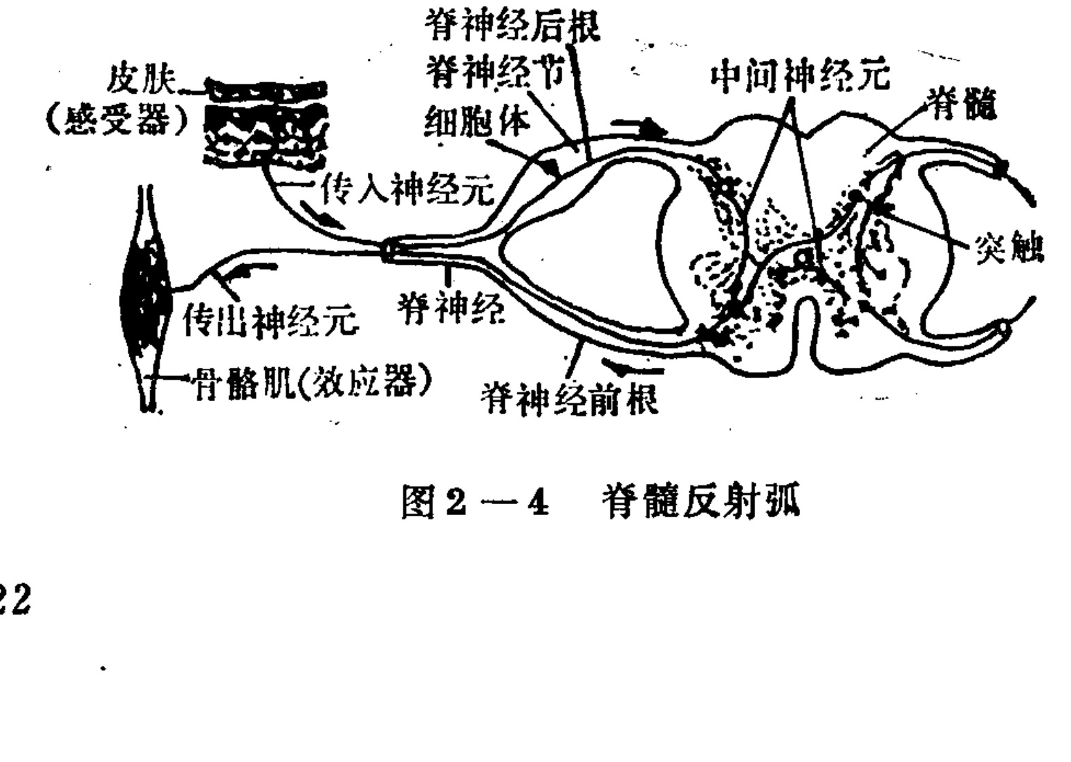 A schematic diagram illustrating the anatomy of a spinal reflex arc. On the left, a skin receptor connects via an afferent neuron to the dorsal root ganglion and then enters the spinal cord. Inside the spinal cord's gray matter, synapses occur involving interneurons. The signal exits through the ventral root via an efferent neuron to reach skeletal muscle (effector) on the bottom left. Arrows indicate the direction of nerve impulse transmission.