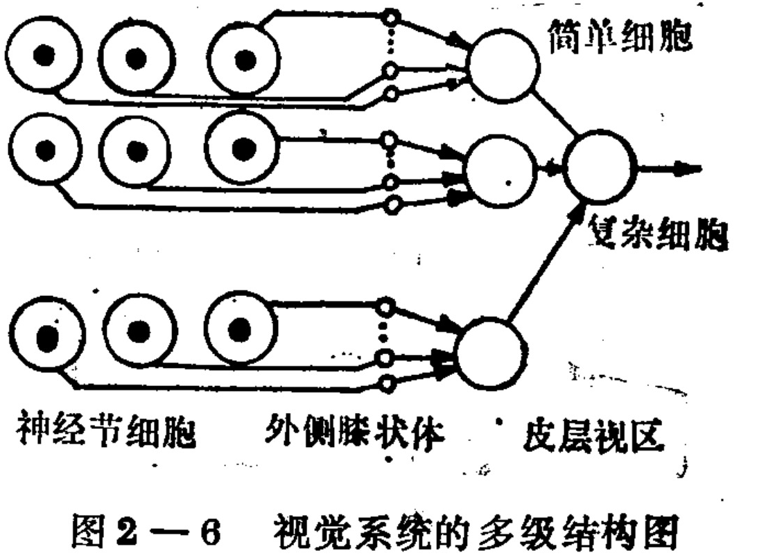 A schematic diagram illustrating the hierarchical neural pathways of the visual system. On the left, three rows of circular cells labeled 'Ganglion Cells' send axons to intermediate layers on the right. These axons converge onto larger circular nodes representing the 'Lateral Geniculate Body'. From there, signals are relayed to a final layer labeled 'Cortical Visual Area', which includes circles identified as 'Simple Cell' and 'Complex Cell'. Arrows indicate the direction of signal transmission from left to right.