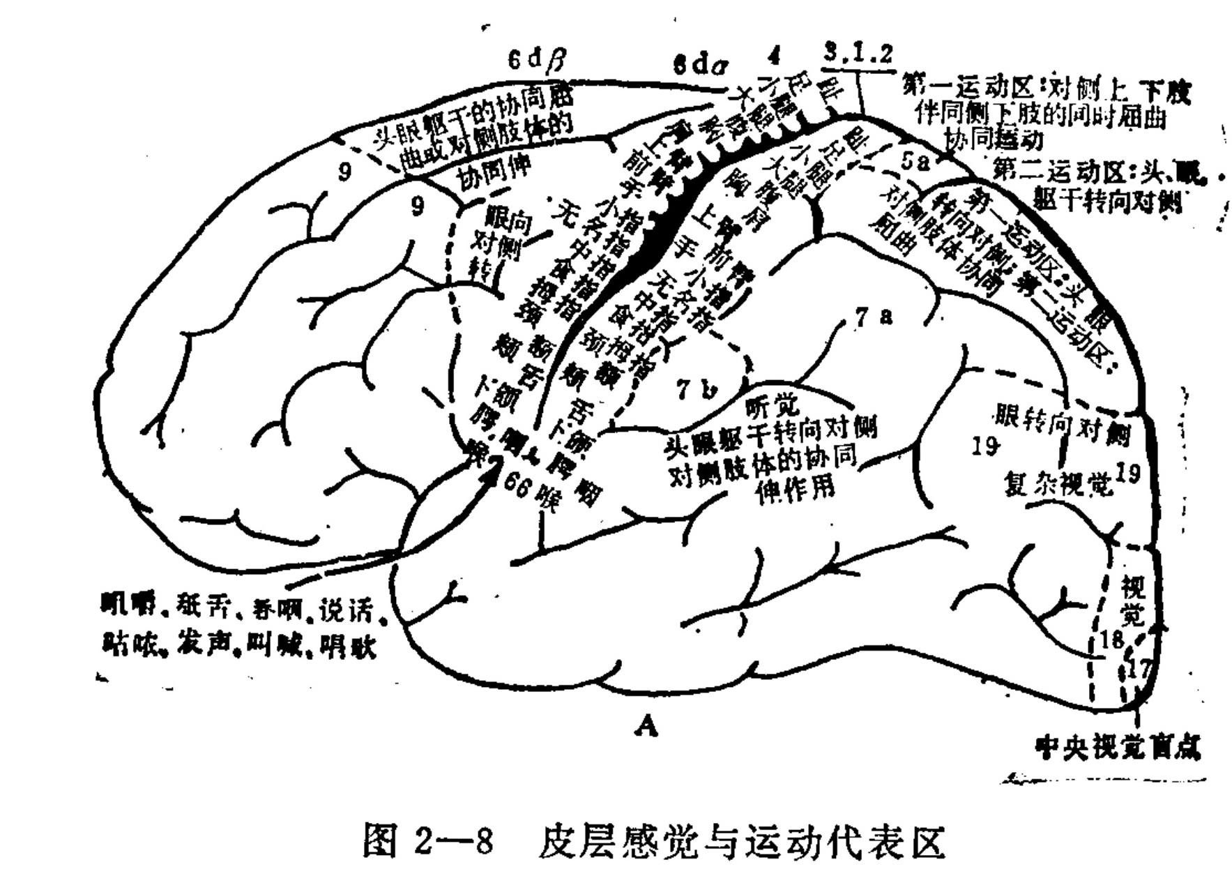 A black-and-white schematic diagram showing the lateral view of a human cerebral hemisphere. The cortex is divided into various functional regions by solid and dashed lines, indicating specific sensory and motor areas. Each region is labeled with Brodmann area numbers (such as 17, 18, 19, 4, 6) and Chinese text describing the corresponding bodily functions or body parts controlled there, such as vision, hearing, hand movement, and speech.
