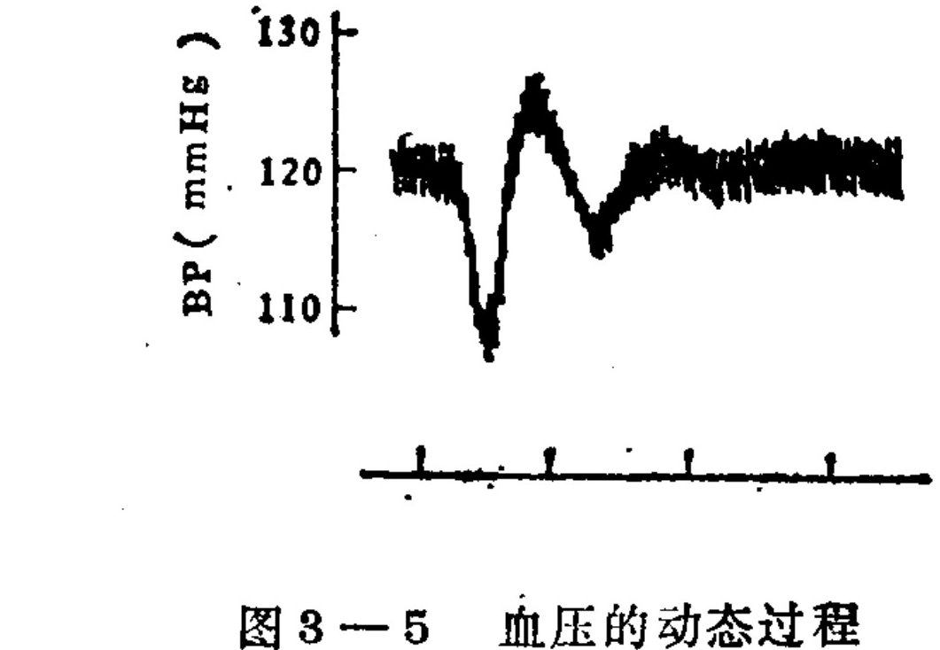 A line graph showing the dynamic process of blood pressure (BP) in millimeters of mercury (mmHg). The vertical axis ranges from 110 to 130 mmHg. The data trace shows an initial stable level around 120, followed by a sharp dip below 110, a rapid overshoot peak above 125, and a subsequent undershoot before stabilizing back near the initial level with high-frequency oscillations.