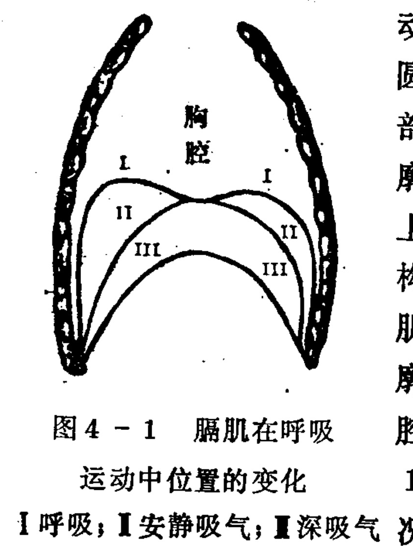 A schematic anatomical diagram showing a cross-section of the human thorax with rib outlines on the sides and the word 'thoracic cavity' at the top. Inside, three curved lines labeled with Roman numerals I, II, and III depict the changing position of the diaphragm muscle during breathing. Curve I is the highest (respiration), II is lower (quiet inspiration), and III is the lowest (deep inspiration).