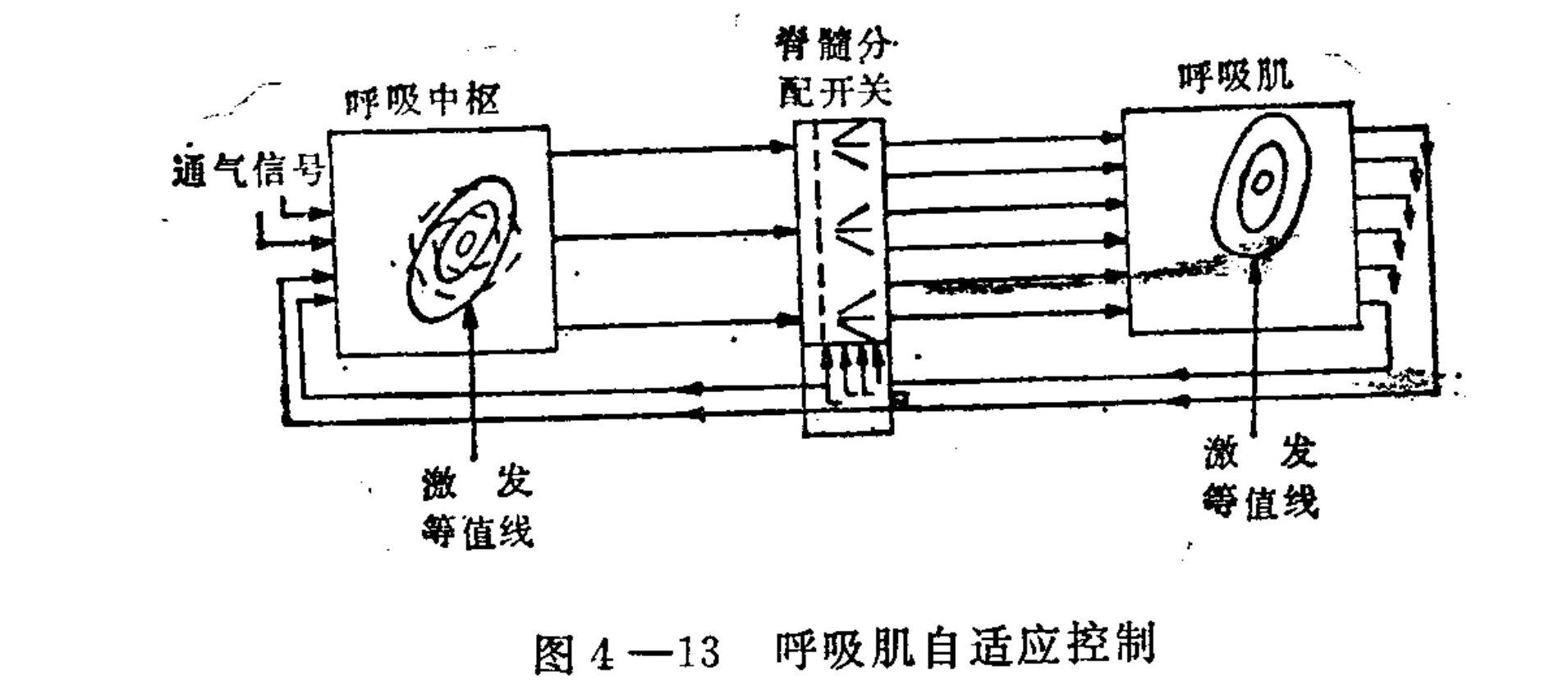 A schematic block diagram illustrating a feedback loop for adaptive control of respiratory muscles. The system consists of three main rectangular blocks arranged horizontally: 'Respiratory Center' on the left, 'Spinal Distribution Switch' in the center, and 'Respiratory Muscle' on the right. Arrows indicate signal flow from left to right through these components. A feedback loop returns signals from the muscle output back to the respiratory center input. Each of the main blocks contains a circular diagram labeled as an 'Excitation Isocline'. External inputs are labeled 'Ventilation Signal' entering the respiratory center.