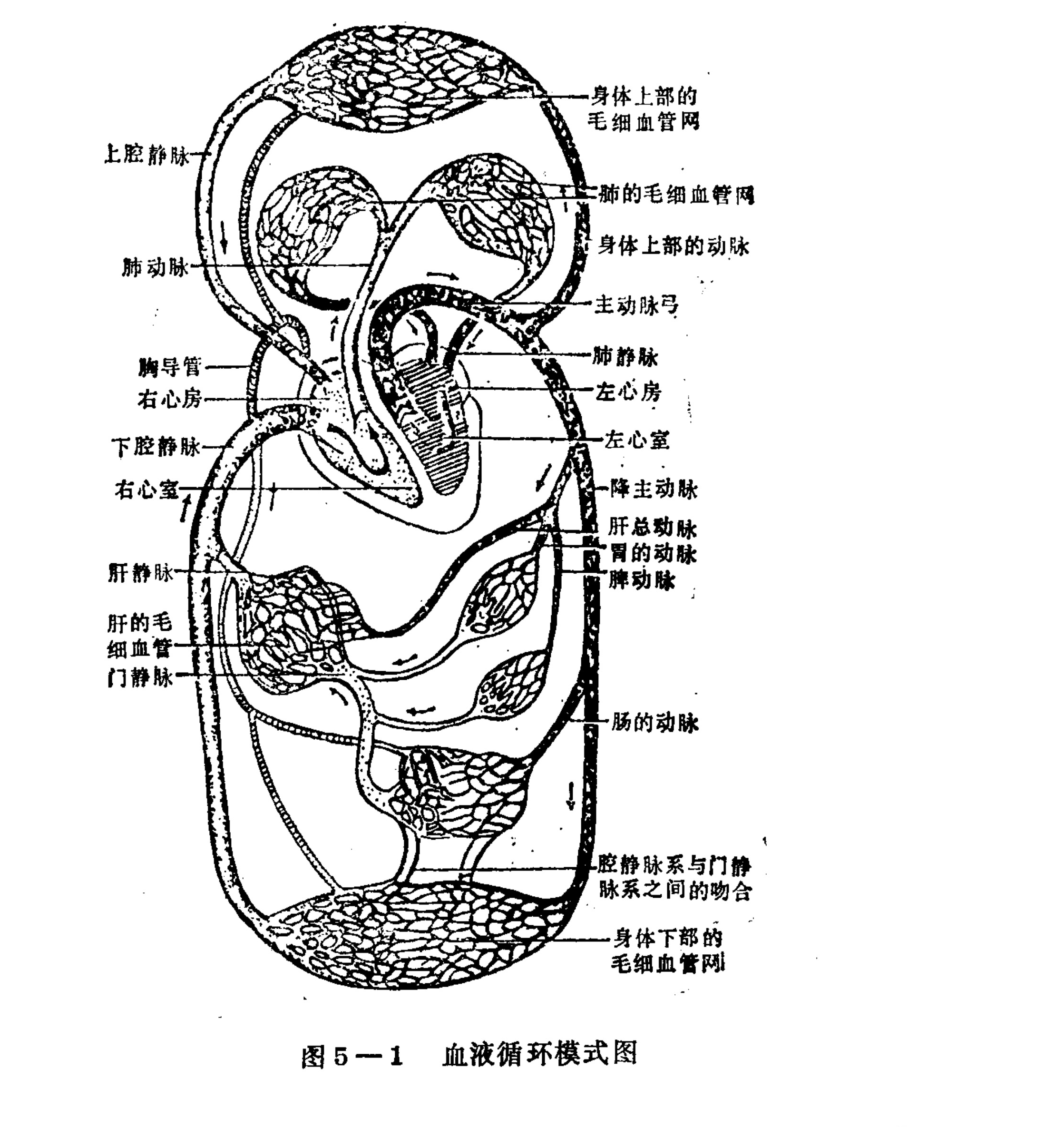 A schematic line drawing of the human circulatory system, showing the heart in the center with four chambers (right atrium, right ventricle, left atrium, left ventricle). Arteries and veins connect the heart to capillary networks located at the top (upper body) and bottom (lower body), as well as to the lungs and abdominal organs like the liver and intestines. The diagram illustrates the flow of blood through the pulmonary and systemic circuits.