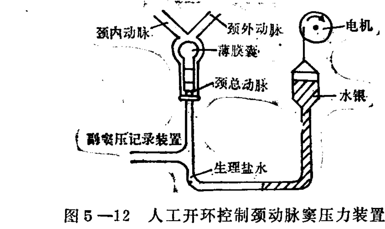 This schematic diagram illustrates an artificial apparatus designed to control carotid sinus pressure in an experimental setting. On the left, a biological model depicts the branching of the common carotid artery into the internal and external carotid arteries, featuring a thin-film sac at the bifurcation. A catheter connects this vessel system to a fluid reservoir containing physiological saline. On the right, a vertical tube filled with mercury is connected to the same reservoir; a motor attached to the top of this tube allows for pressure adjustment. The entire setup functions as an open-loop system for manipulating and recording pressure within the carotid sinus.