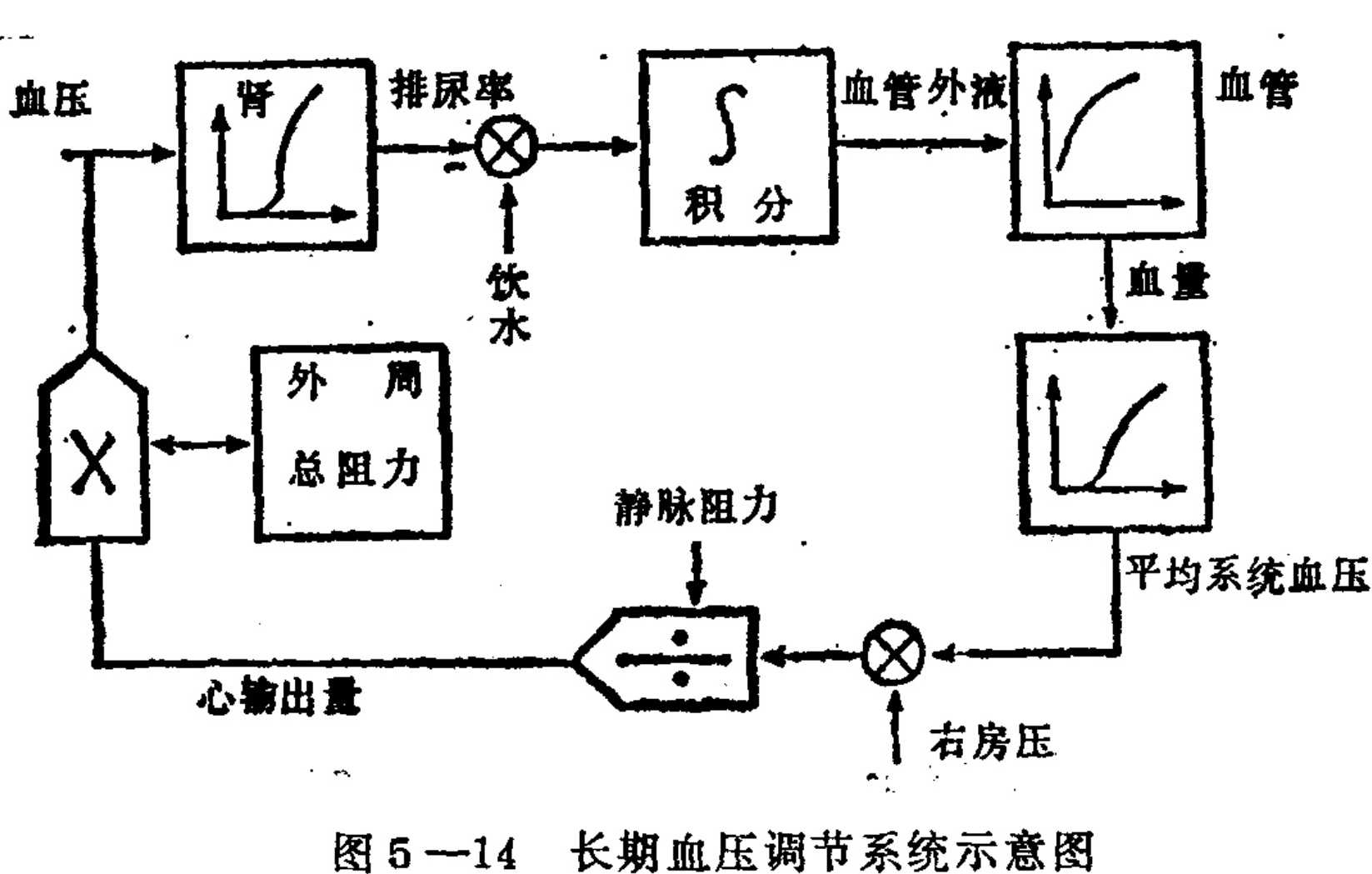 A block diagram illustrating a physiological feedback loop for blood pressure. Blood pressure enters a 'Kidney' block, outputting urine rate which is summed with water intake and integrated to determine extracellular fluid volume. This affects blood volume via a curve, leading to mean systemic arterial pressure. This pressure is divided by venous resistance (minus right atrial pressure) to yield cardiac output. Cardiac output and total peripheral resistance are multiplied to produce the final blood pressure.