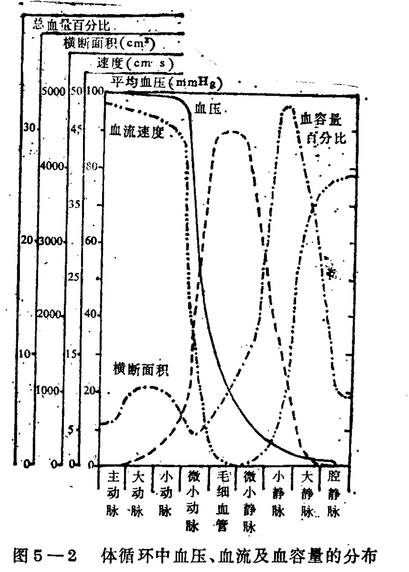 A multi-axis line graph illustrating physiological parameters across different segments of the systemic circulation. The x-axis lists vessel types from aorta to vena cava. Four curves are plotted: 'Blood Pressure' (solid line) shows a sharp drop at arterioles; 'Blood Flow Velocity' (dotted line) peaks in the aorta and is lowest in capillaries; 'Cross-sectional Area' (short dashed line) peaks sharply at capillaries; and 'Blood Volume Percentage' (long dashed line) accumulates significantly in veins. Multiple y-axes on the left correspond to these different metrics.