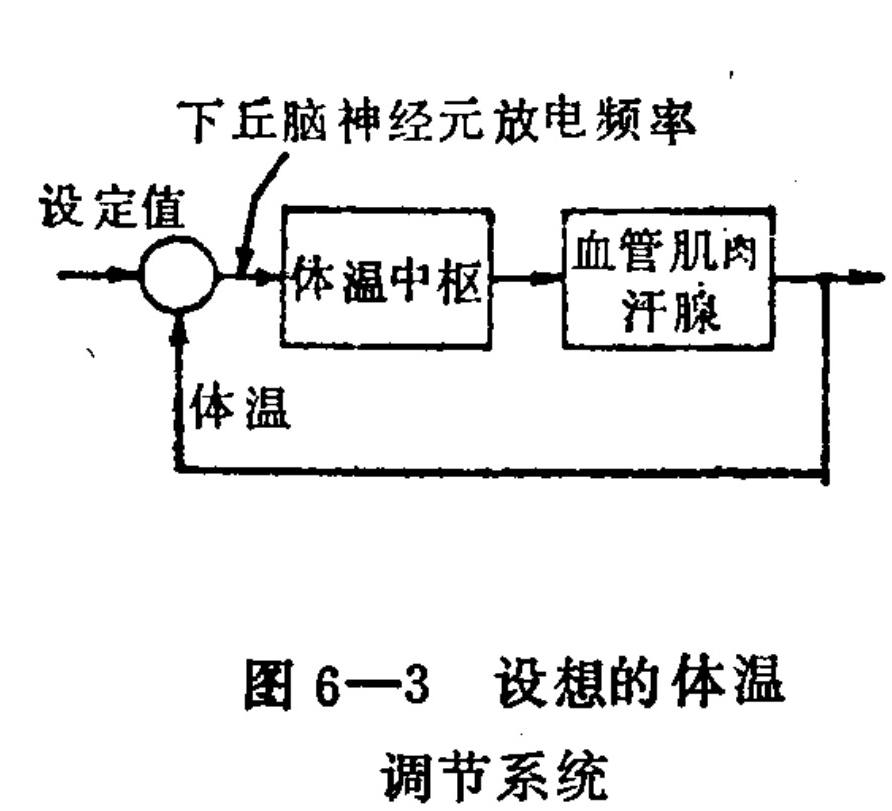 A block diagram illustrating a negative feedback loop for body temperature regulation. The flow starts from the left with an input arrow labeled 'set point' entering a comparison circle. An upward arrow labeled 'body temperature' also feeds into this circle. The output of the circle, influenced by an external input labeled 'hypothalamic neuron firing frequency', goes to a rectangular block labeled 'thermoregulatory center'. This center connects to a second block containing 'blood vessels, muscles, sweat glands'. An arrow exits this final block and loops back down to the initial comparison circle, completing the feedback loop.