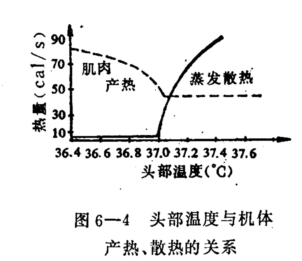 A line graph plotting 'Heat (cal/s)' on the y-axis against 'Head Temperature (°C)' on the x-axis. A descending dashed curve labeled 'Muscle Heat Production' shows decreasing heat generation as temperature rises from 36.4°C to 37.0°C, then flattens. A solid curve labeled 'Evaporative Cooling' remains near zero until approximately 37.0°C, then rises sharply, intersecting the other curve around 37.1°C.
