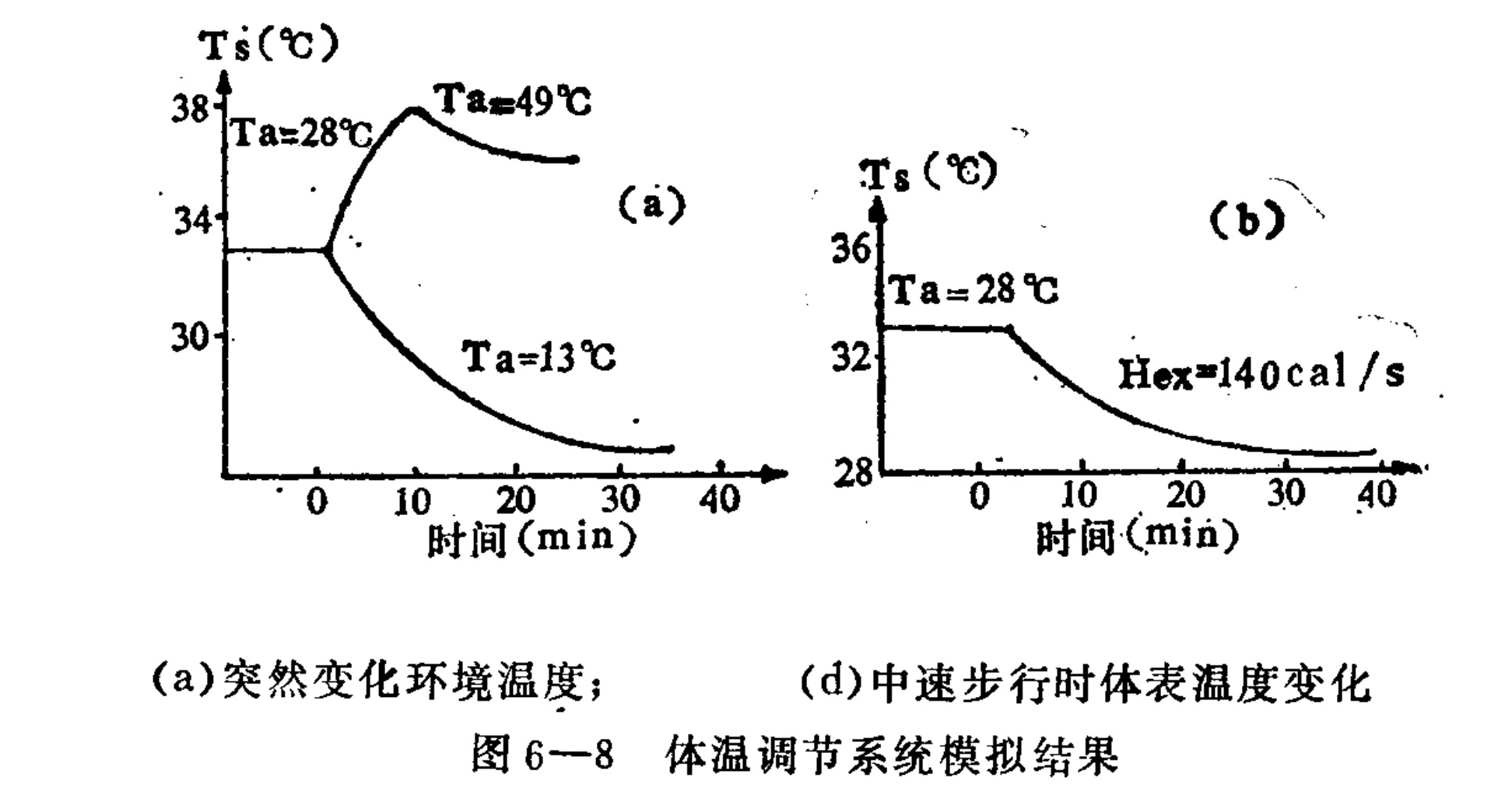 A technical graph titled 'Simulation Results of Body Temperature Regulation System' containing two panels labeled (a) and (b). Both plots show Skin Temperature (Ts in °C) on the y-axis versus Time (min) on the x-axis. Panel (a) displays three diverging curves starting from a baseline at Ta=28°C, splitting into paths for Ta=49°C (rising then falling), Ta=13°C (falling), and maintaining the baseline. Panel (b) shows a single curve starting at Ta=28°C that drops over time with a label Hex=140 cal/s.