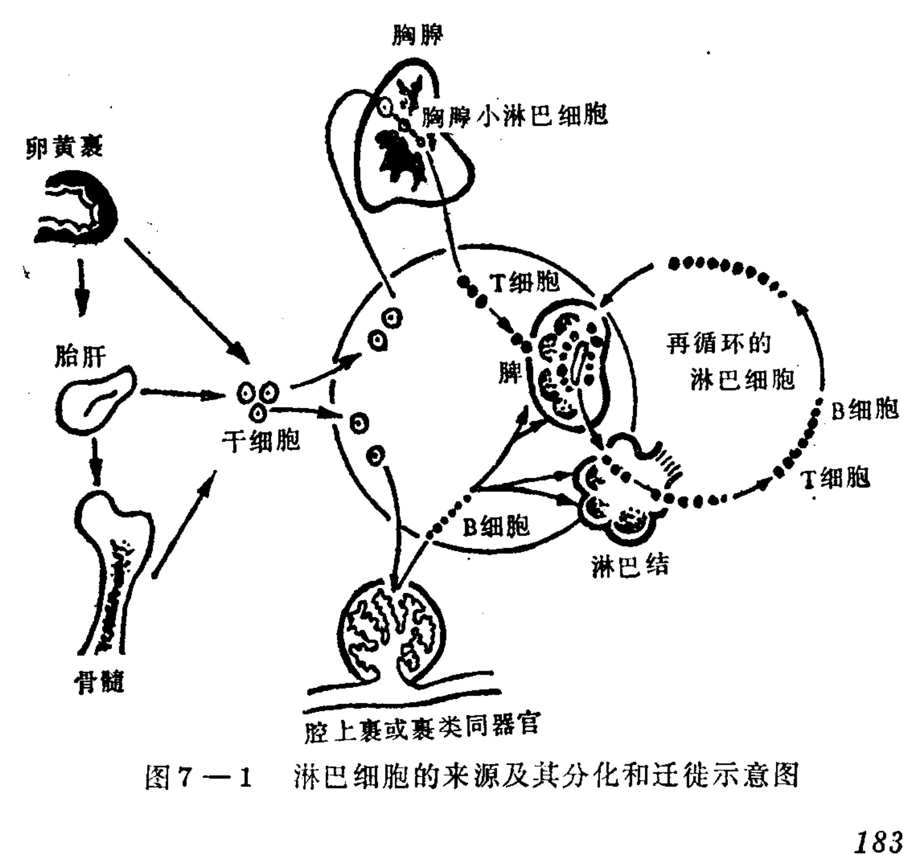A schematic diagram illustrating the development of the immune system. On the left, arrows show hematopoietic stem cells originating from the yolk sac, fetal liver, and bone marrow. These stem cells then differentiate into two main lineages: one migrates to the thymus to become T cells (depicted as solid dots), and the other matures in the bursa of Fabricius or equivalent organs to become B cells (depicted as open circles). The diagram shows these mature lymphocytes circulating through secondary lymphoid organs like the spleen and lymph nodes, with arrows indicating their migration paths and recirculation.