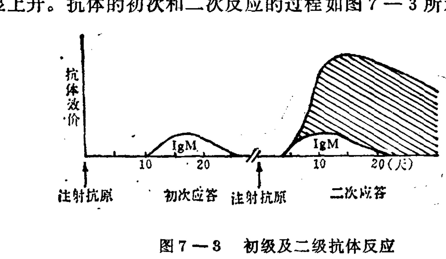 A line graph illustrating antibody titers over time during primary and secondary immune responses. The y-axis represents antibody titer. The x-axis shows time in days. Two distinct phases are marked: 'Primary Response' and 'Secondary Response', each preceded by an arrow indicating 'Antigen Injection'. In the primary response, a small peak of IgM is shown. In the secondary response, a much larger, hatched area representing a high titer response is shown, alongside a smaller IgM peak. Time scales of 10 and 20 days are marked for both phases.