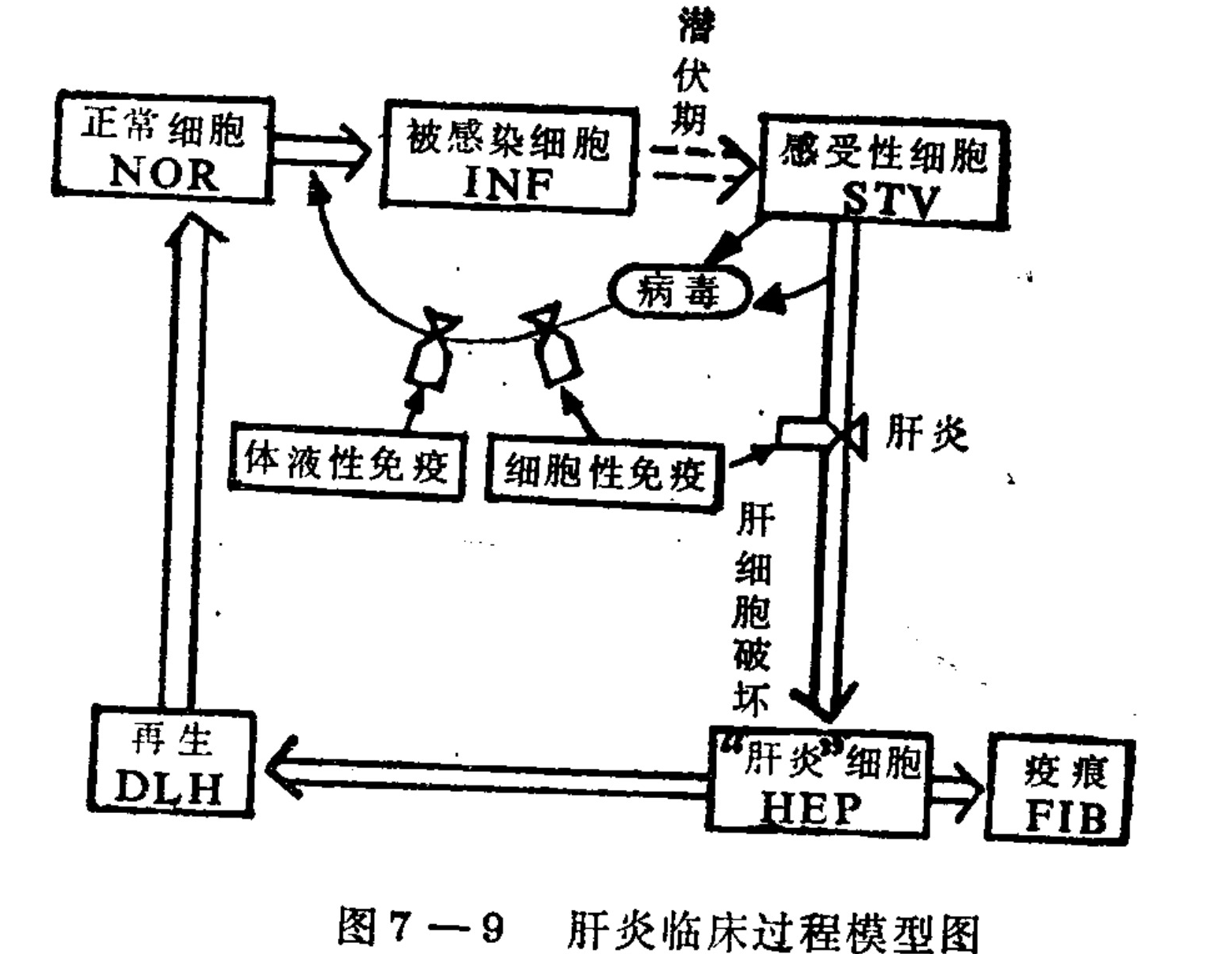 A black and white flowchart illustrating the clinical progression of hepatitis. The diagram consists of rectangular blocks connected by arrows indicating transitions between states. Key stages include Normal Cells (NOR), Infected Cells (INF), Susceptible Cells (STV), Hepatitis Cells (HEP), Regeneration (DLH), and Fibrosis (FIB). A central oval labeled 'Virus' connects to the cellular states. Two immunity blocks, Humoral Immunity and Cellular Immunity, are shown interacting with the virus. Vertical text labels indicate processes such as 'Incubation Period', 'Hepatitis', and 'Hepatocyte Destruction'.