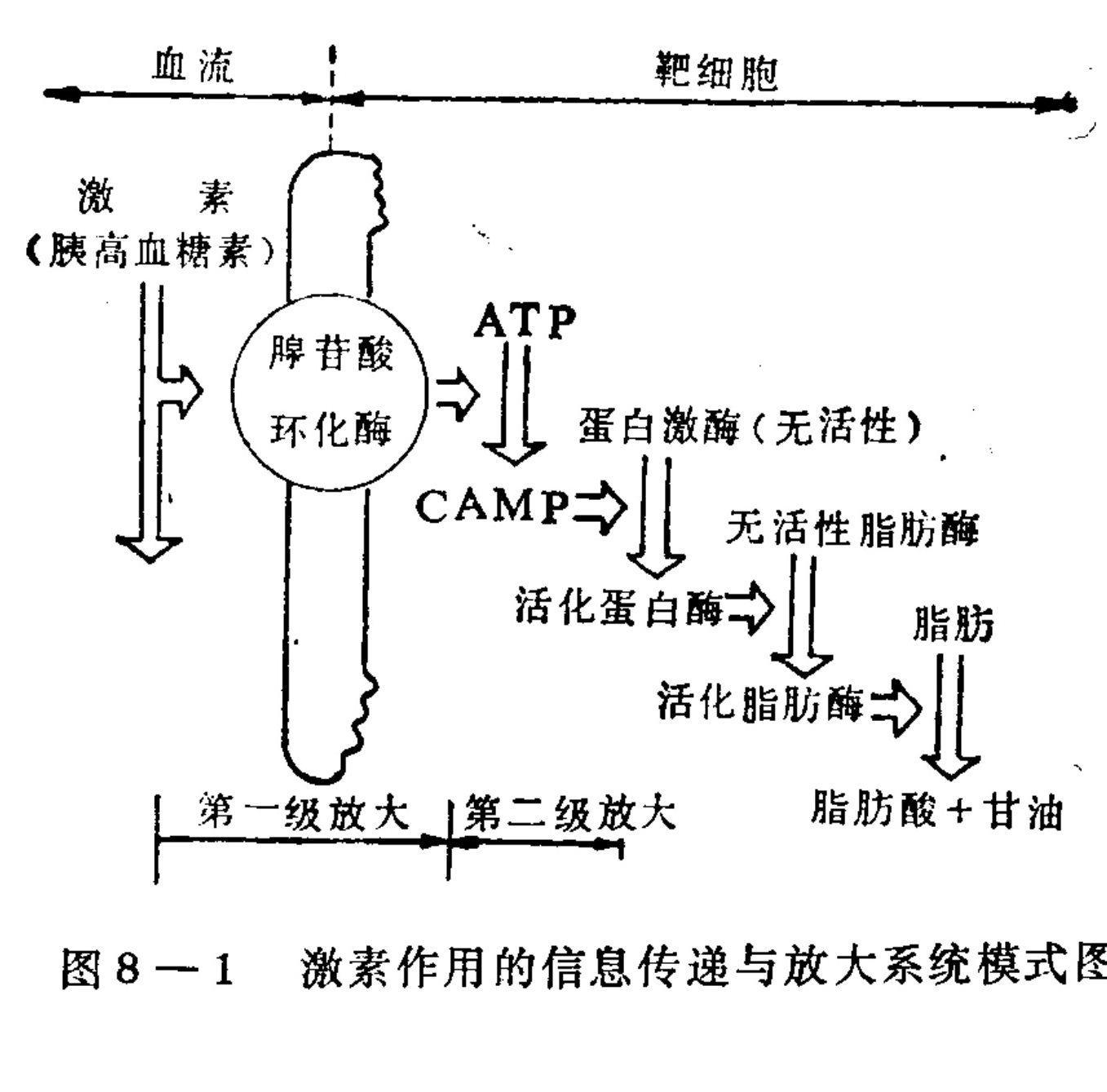 A schematic flowchart illustrating the signal transduction pathway of a hormone (glucagon) in a target cell. The process begins with the hormone binding to a receptor, activating adenylate cyclase which converts ATP to cAMP. This triggers a cascade: cAMP activates inactive protein kinase, which then activates inactive lipase. Finally, active lipase breaks down fat into fatty acids and glycerol. The diagram highlights two stages of signal amplification at the bottom.