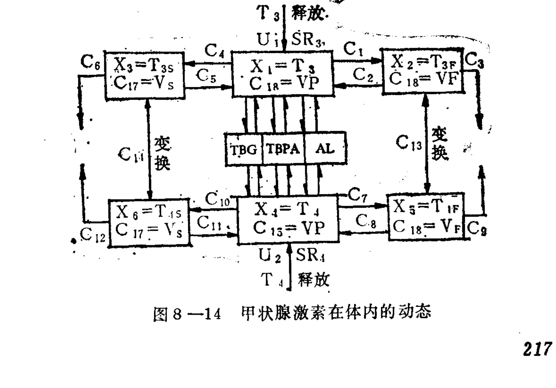 A schematic block diagram illustrating the physiological dynamics of thyroid hormones. It features interconnected rectangular blocks representing hormone states (e.g., T3, T4, T3F, T1F) and transport proteins (TBG, TBPA, AL). Arrows labeled with C-numbers (e.g., C1, C4) indicate pathways and feedback loops. Vertical arrows labeled 'Release' (释放) and 'Conversion' (变换) depict specific biological processes.