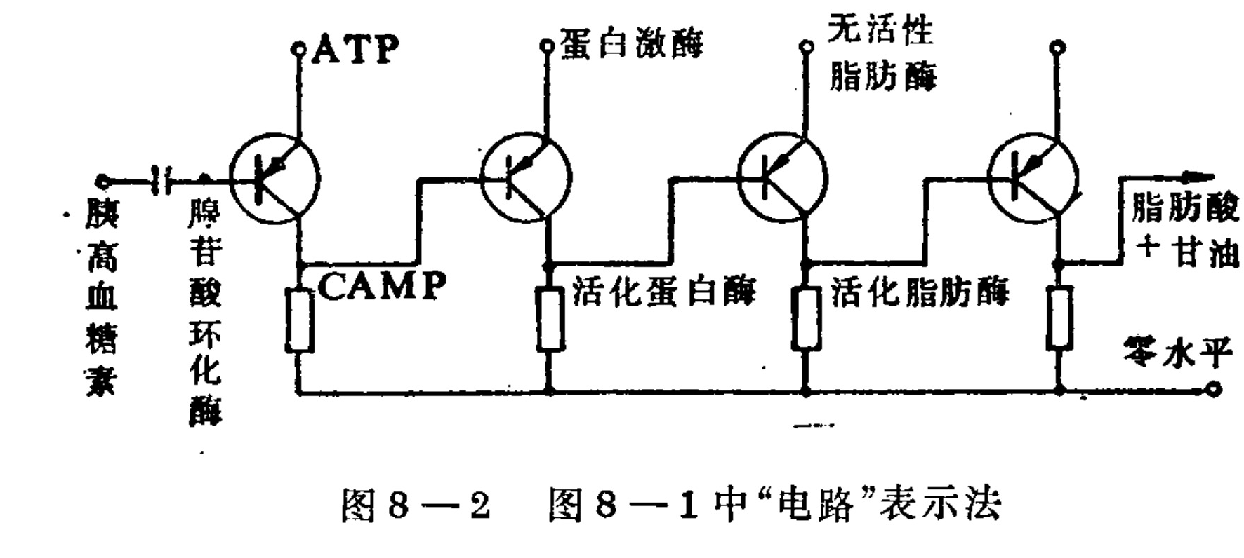 A schematic diagram using electronic circuit symbols to represent a biological signal transduction pathway. The flow moves from left to right, starting with an input for Glucagon. This triggers a cascade of four cascaded transistor-like stages representing enzymes: Adenylate cyclase, Protein kinase, Inactive lipase, and finally leading to the output of Fatty acids and Glycerol. Resistors are placed in parallel with the transistor emitters. The bottom line represents the zero level.