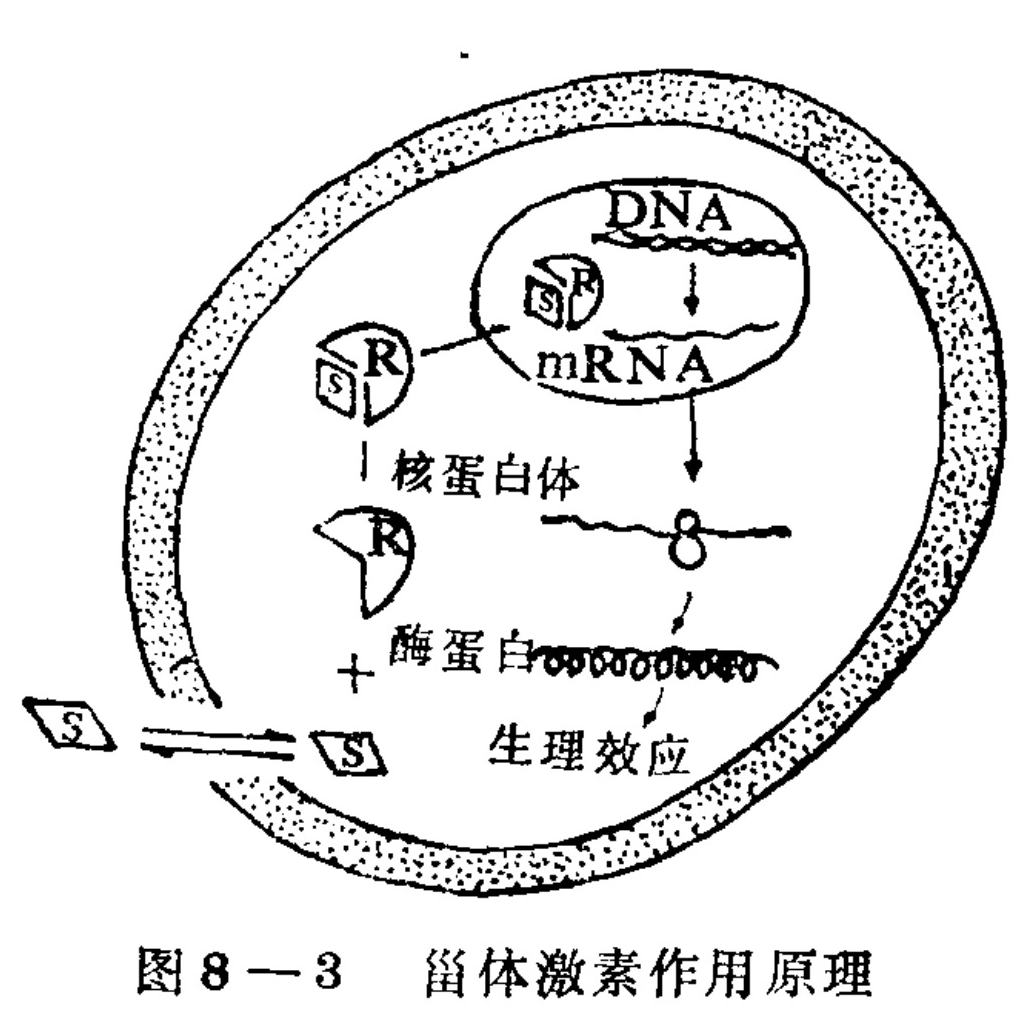 A schematic diagram of a cell illustrating the mechanism of steroid hormone action. A steroid molecule (S) crosses the cell membrane and binds to a cytoplasmic receptor (R). The S-R complex enters the nucleus and binds to DNA, initiating transcription of mRNA. The mRNA moves to the cytoplasm to direct the synthesis of an enzyme protein, which produces a physiological effect.