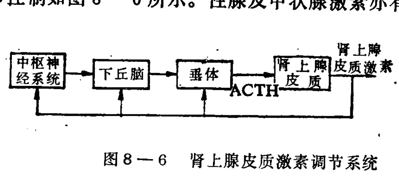 A block diagram illustrating the regulation system of adrenocorticotropic hormones. The flow proceeds from left to right through four rectangular blocks: Central Nervous System, Hypothalamus, Pituitary, and Adrenal Cortex. Arrows indicate the pathway. The Pituitary block points to the Adrenal Cortex with the label 'ACTH'. The Adrenal Cortex block points to the text 'Adrenocorticotropic hormones'. A feedback loop line originates from the right side, extending back to point upwards at the Central Nervous System, Hypothalamus, and Pituitary blocks.