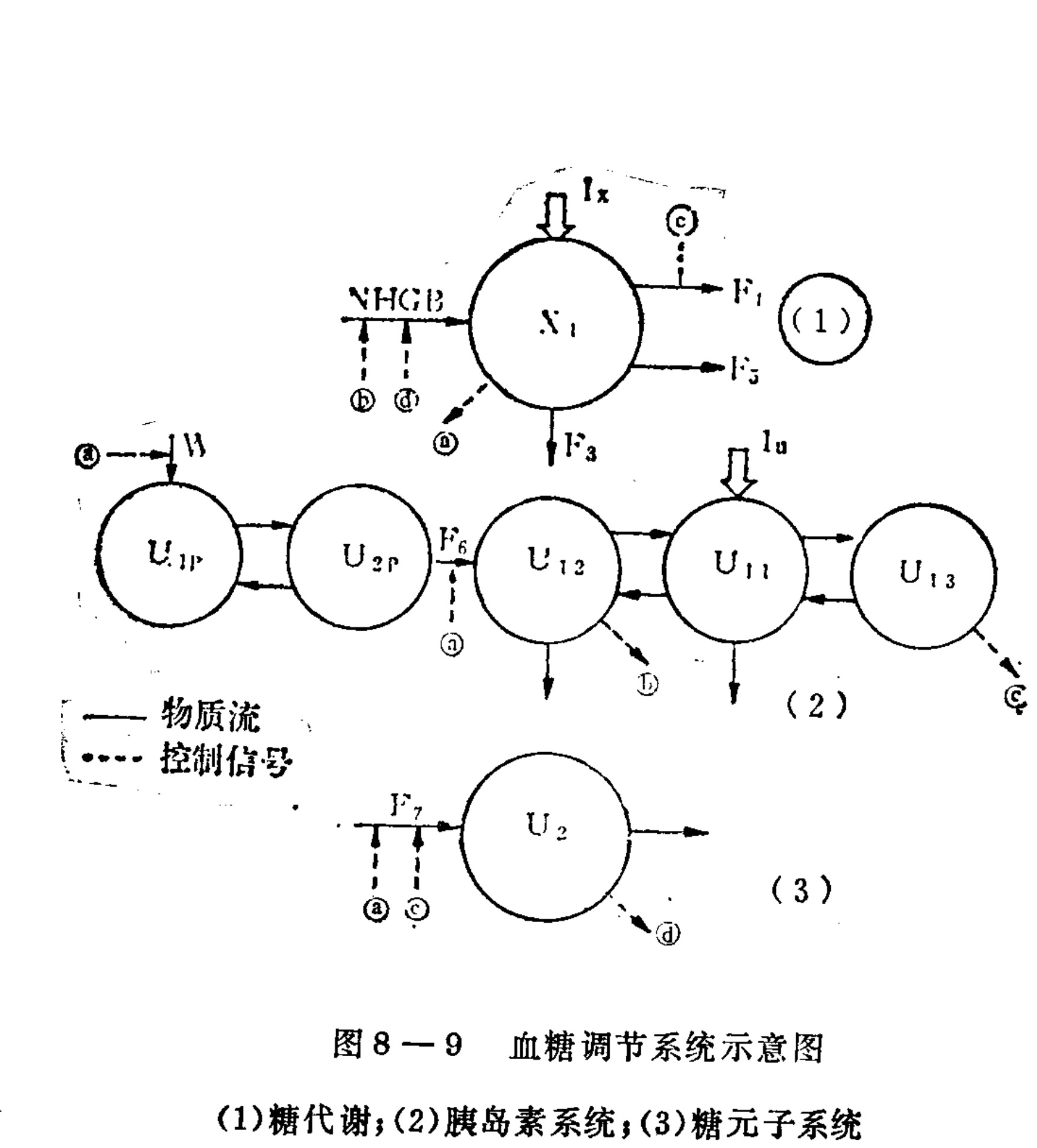 A block diagram illustrating the blood glucose regulation system with three numbered sections. Section (1) depicts sugar metabolism with a central node N1. Section (2) shows the insulin system with interconnected nodes U1P, U2P, U12, U11, and U13. Section (3) represents the glycogen subsystem with node U2. Solid arrows indicate material flow, while dotted arrows indicate control signals.