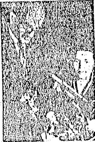A portrait of Semyon Kirlian, the discoverer of the Kirlian photography device, located at the bottom left of a group of three images showing various Kirlian effects.