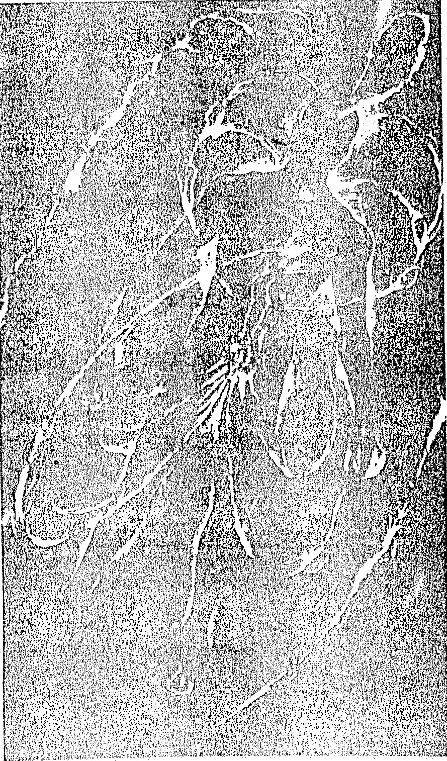 A large, rectangular, black-and-white illustration characterized by heavy grain and high contrast. It features a central figure, possibly a person, integrated into an abstract composition of swirling patterns and textures. The entire illustration is enclosed within a thin rectangular border on the page.