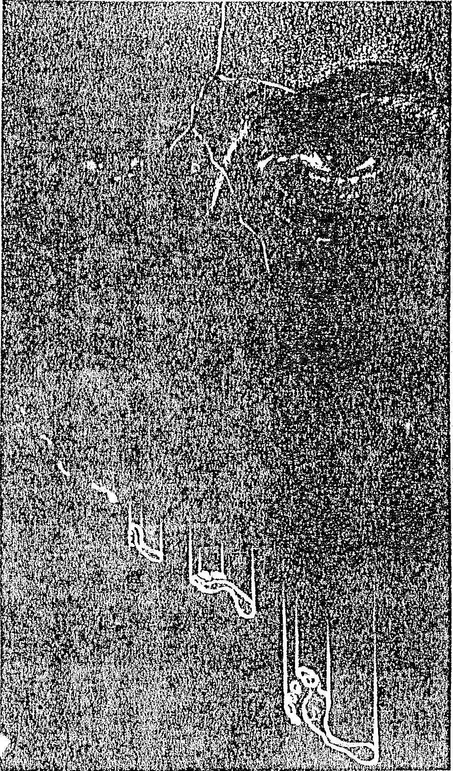 A grainy, black-and-white illustration depicting several birds on leafless branches and one bird inside a small rectangular cage, set against a dark, textured background.