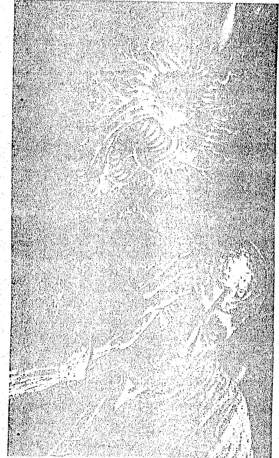 A grainy, high-contrast black-and-white illustration depicting a person, likely a child, drawing a large, complex tree or organic structure.