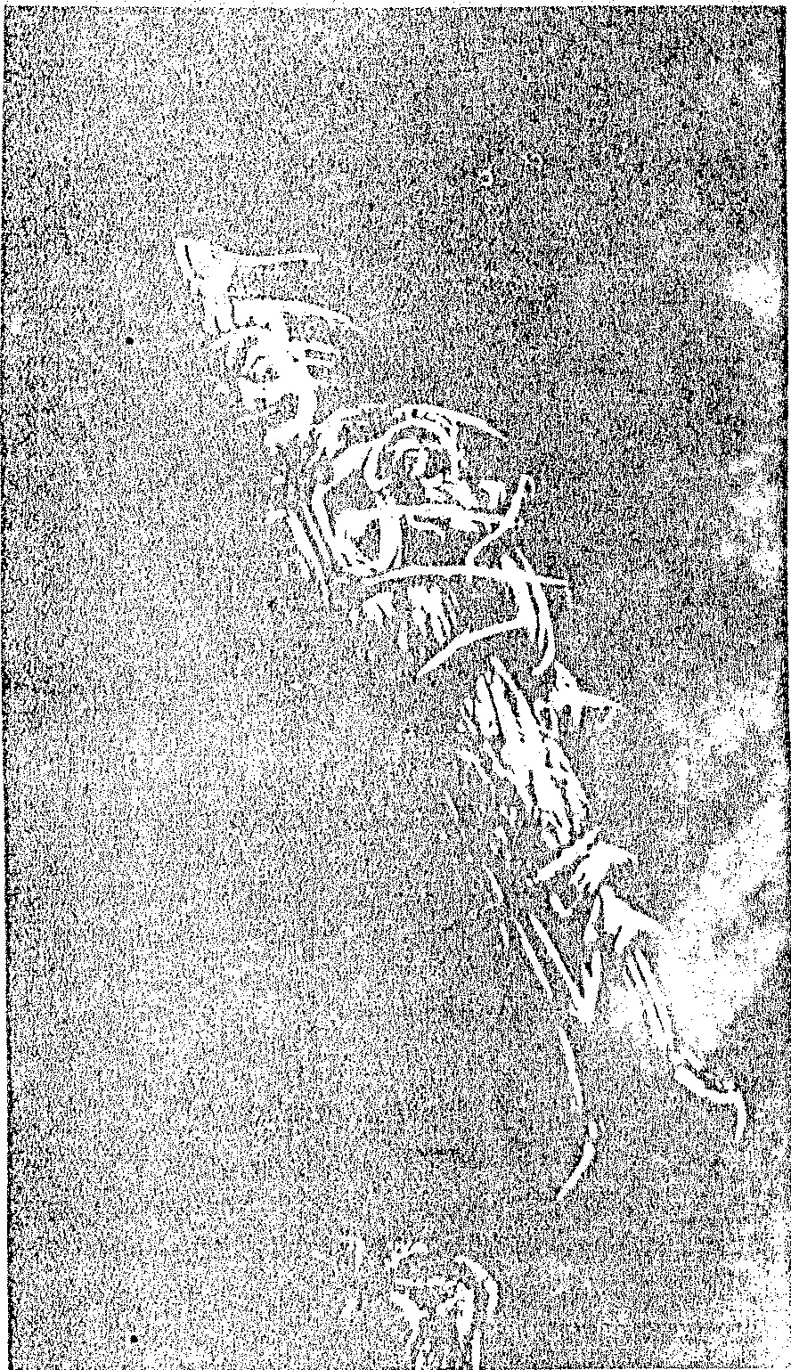 A vertical black-and-white illustration depicting a figure, likely a hunter, holding a long spear and standing with an animal in a wooded or grassy landscape.