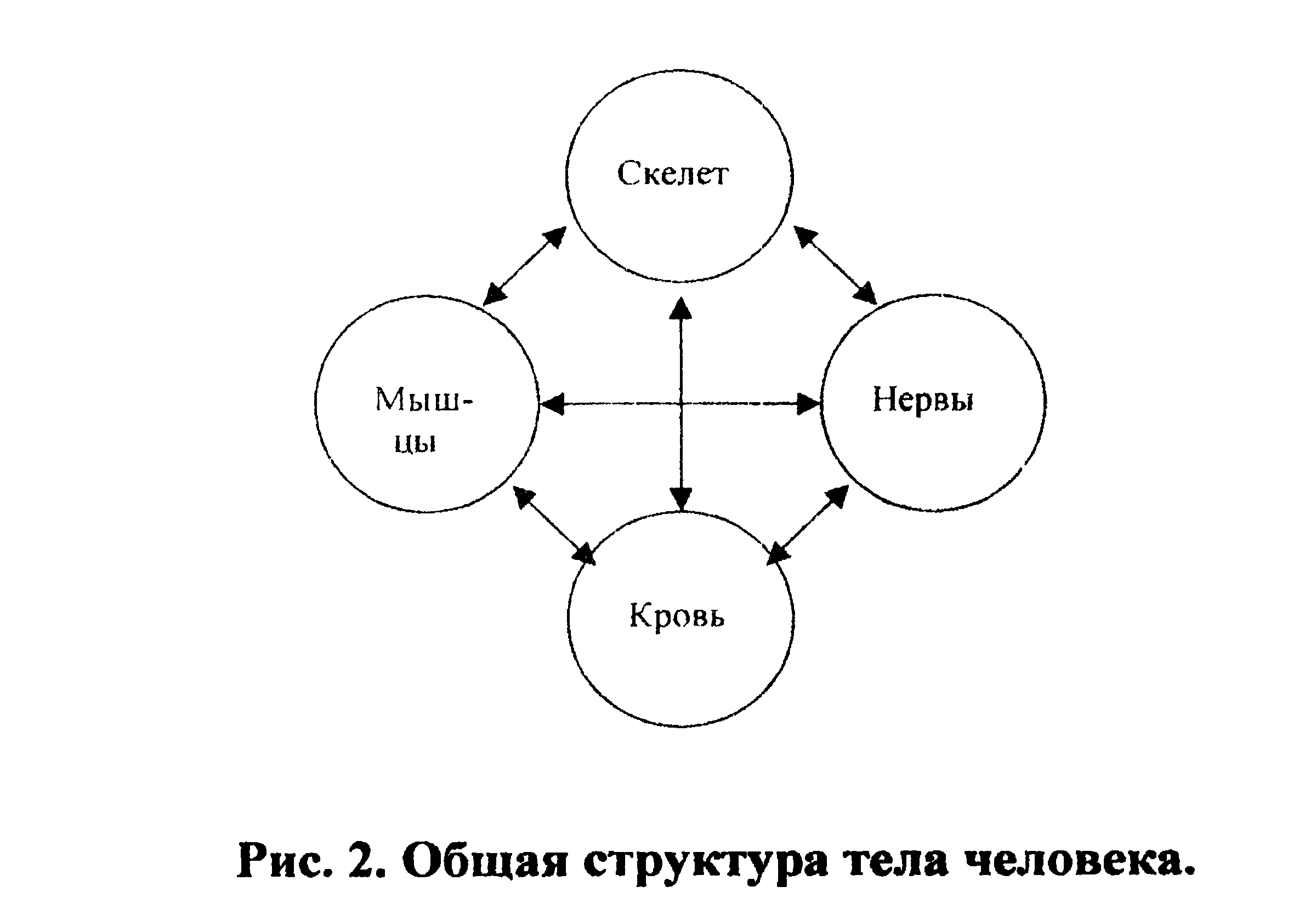 Figure 2: General structure of the human body