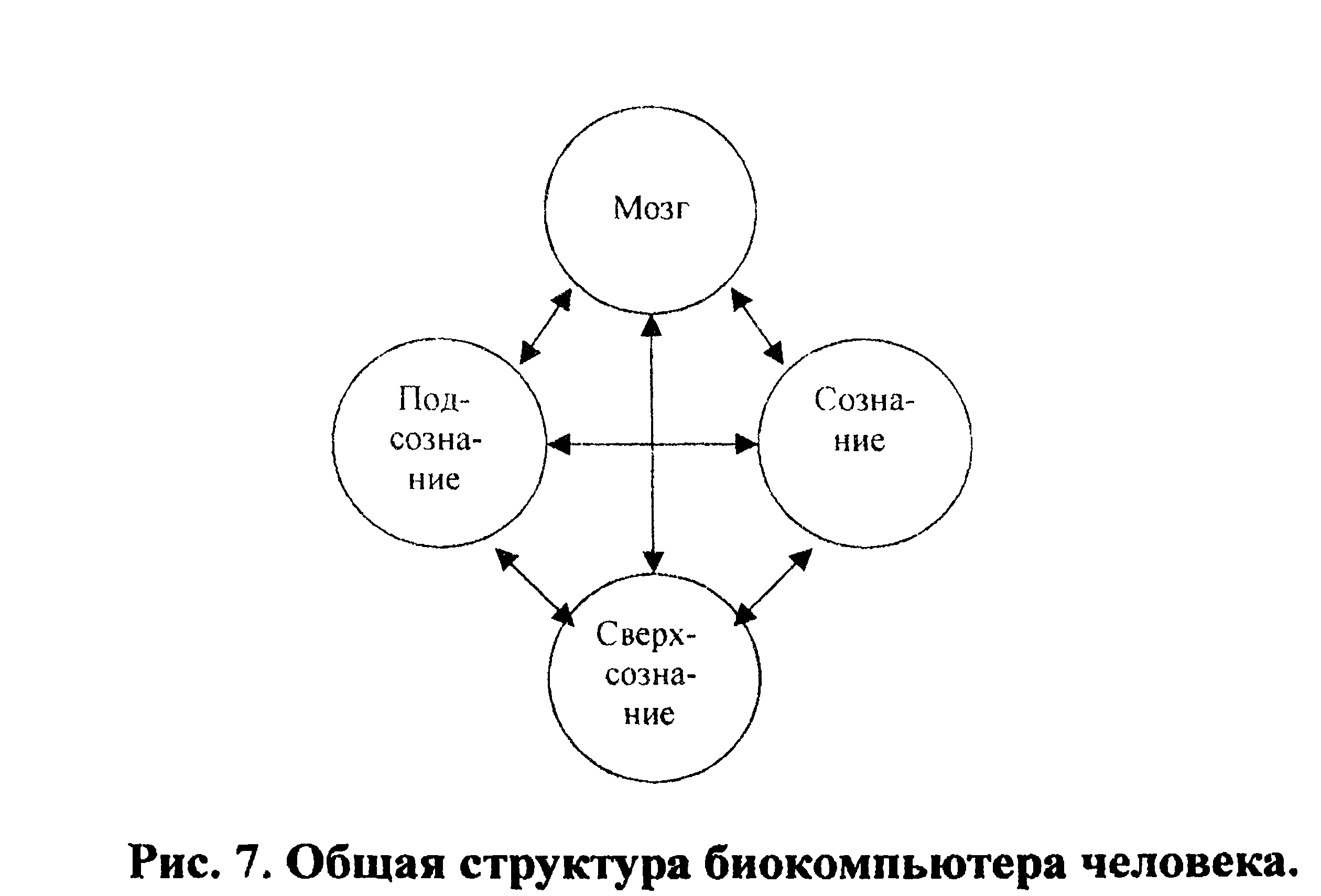 Figure 7: General structure of the human biocomputer