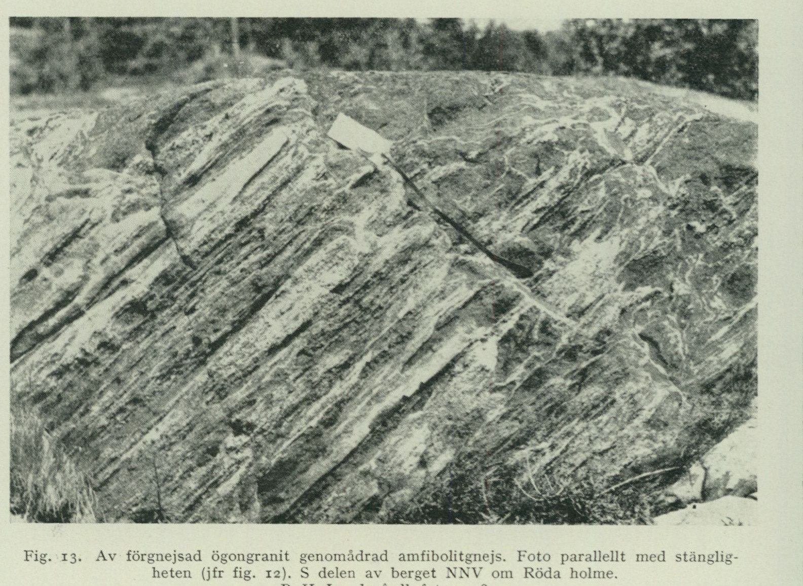 Source photograph or plate from PDF page 31