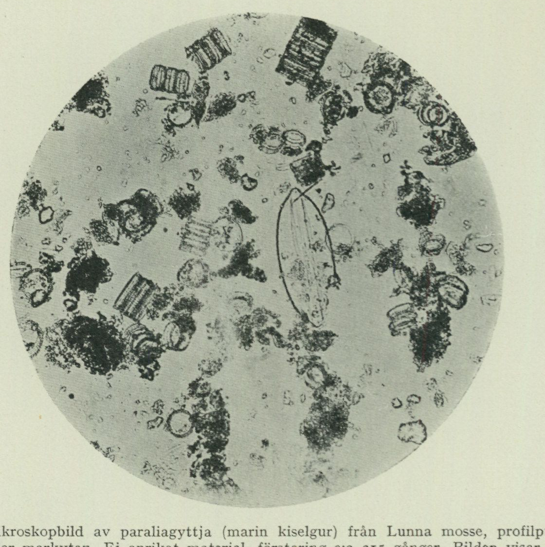 Source photograph or plate from PDF page 85