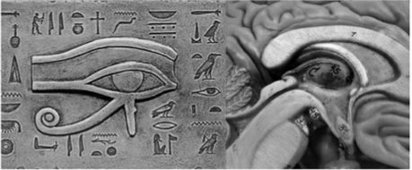 Source image from leaf 36