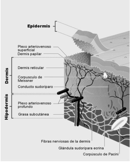 Source image from leaf 173