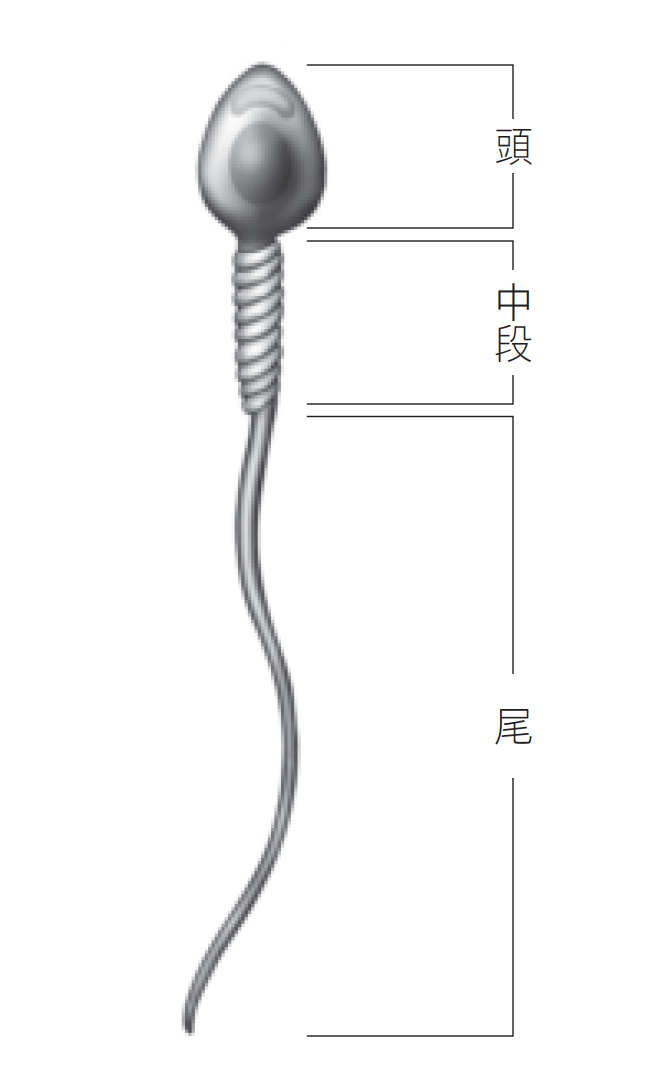 Source figure from EPUB unit pulse-diagnosis:205